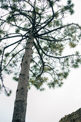A thin tall pine tree against the sky