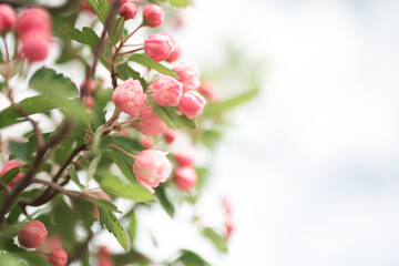 Pink crab apple blossom against sun flare