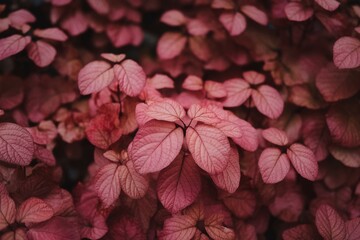 Close-up of vibrant pink leaves showcasing intricate textures and natural beauty.