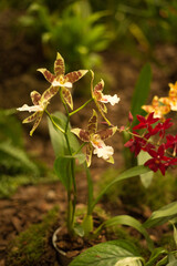 Orchid flower in bloom. Close up of a group of orchids. Beautiful orchid flower growing in the garden