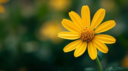 Fototapeta premium Detailed Arnica Flower Close-up Photo