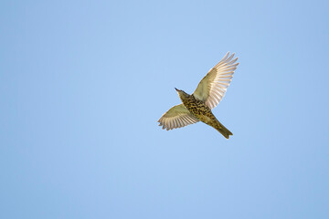 Mistle Thrush (Turdus viscivorus) in flight from below