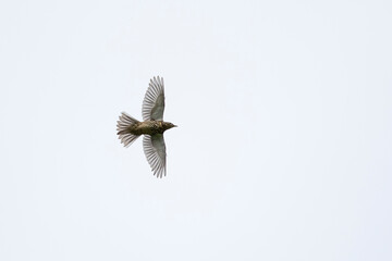 Mistle Thrush (Turdus viscivorus) in flight from below