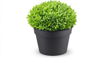 Lush green potted plant with a rounded shape in a black pot.