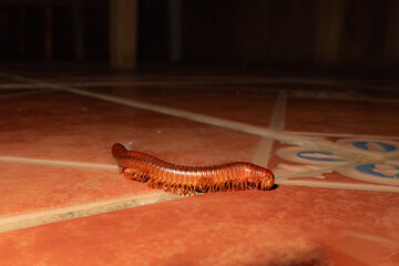 A picture of an orange Spirostreptida on orange floor tiles. This is a fascinating long,...