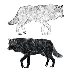 Black and white illustration of walking wolfs