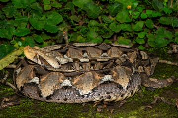 Close-up of a beautiful Gaboon adder (Bitis gabonica), also called the Gaboon viper, in its natural habitat