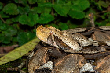 Close-up of a beautiful Gaboon adder (Bitis gabonica), also called the Gaboon viper, in its natural habitat