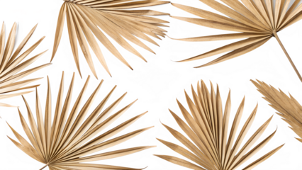 abstract background with feather