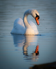 Łabędź nad stawem © Karolina