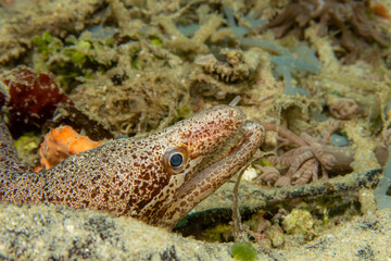 A close-up picture of a moray eel looking looking out from its lair. Picture from Puerto Galera, Philippines