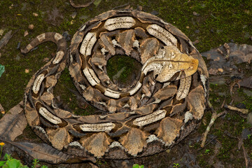 Close-up of a beautiful Gaboon adder (Bitis gabonica), also called the Gaboon viper, in its natural...