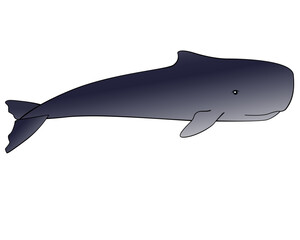 Whale. Sperm whale - a huge animal from the ocean - vector full color gradient picture with outline. Sperm whale is a marine mammal living in the underwater world.	