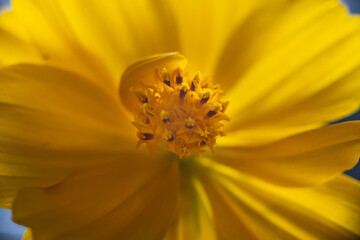 A super macro photo of a yellow Cosmos sulphureus from Luzon, Philippines. Stamen in focus