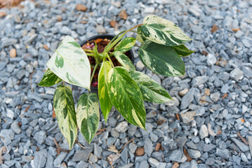 Closeup to philodendron emerald queen in the pot  