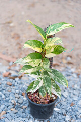 Closeup to fresh leaf of Rhaphidophora Lobbii 