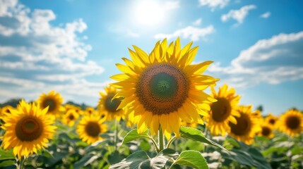 Fototapeta premium Sunlit Sunflower Field A Vibrant Summer Landscape