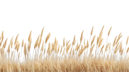 Golden Grass Blowing Gently in the Breeze, Isolated on White
