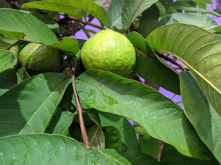 Guava fruit (Psidium guajava) on a tree branch, surrounded by green leaves. Natural light, close-up shot, highlighting the fruit's texture and color