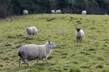 sheep in the field  (Lewes) © ziyu