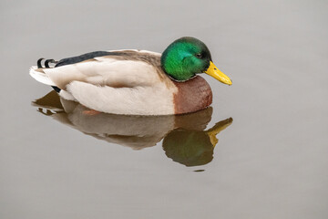 A Mallard duck on a very calm pond with good reflections