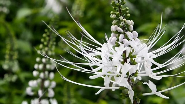 Flower of Kidney Tea Plant swaying in the wind