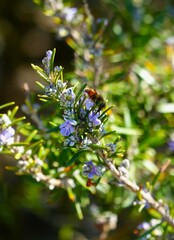 Rosemary herb with purple flower and bee collecting pollen