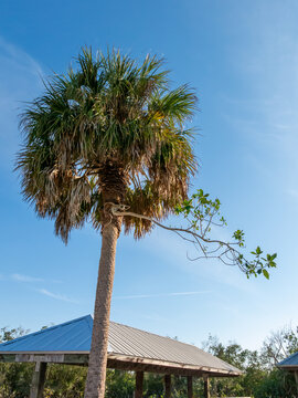 A unique view of a strangler fig beginning its slow takeover of a palm tree, highlighting the intricate balance of survival in tropical ecosystems.