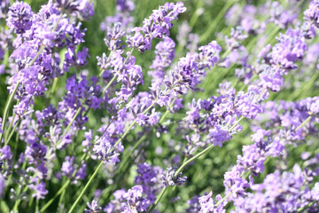 Blooming Lavender Flowers in a Sunlit Field
