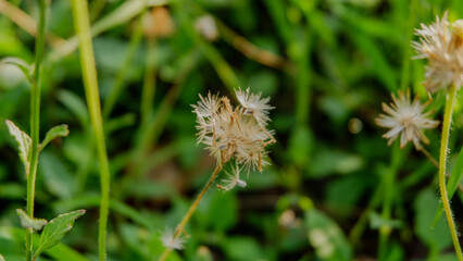 gletang flowers growing in a garden