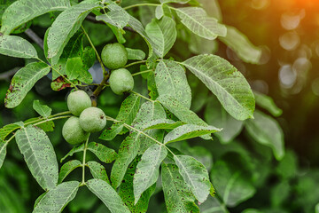Walnut (Juglans) fruits on a tree.Green unripe walnuts on tree branch outdoors