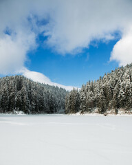 Winter landscape with snow-covered trees and frozen water