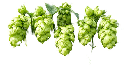 Fototapeta premium Hops Close-up: Green Cones Isolated on White