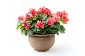 Vase decorate Begonia Rex rainy season green room isolated on white 