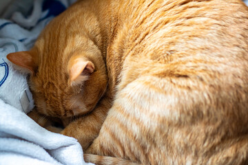 This is a closeup view of a cat peacefully sleeping on a cozy bed