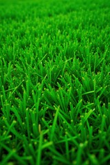 Obraz premium Dense, even green grass carpet texture Perfect for design , detail, short grass, outdoor background