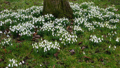 Snowdrops surround the trunk if a tree
