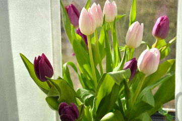 A vibrant bouquet of pink and purple tulips glows in the gentle light near a window.