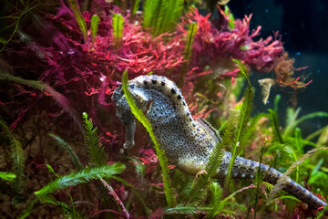 Impressions of Various Animals