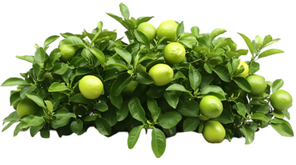 Limes Growing on Bush, Isolated on White Background