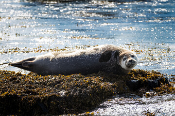 Seals in Iceland – Wildlife Encounters in the North Atlantic