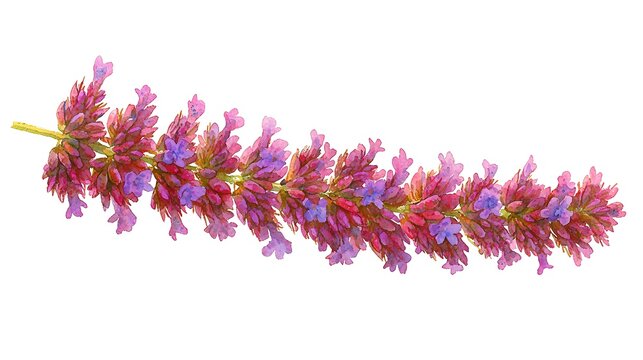 Purple Flower Branch Isolated - Powered by Adobe