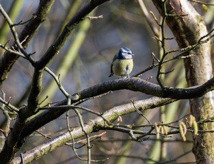 A Bluetit in a tree looking for food