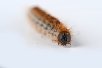 Processionary caterpillar close-up on white background