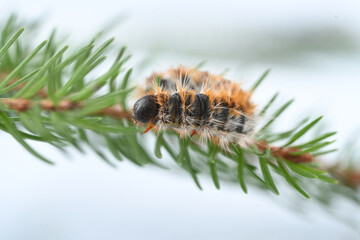 Obraz premium Pine processionary caterpillar close-up on a branch