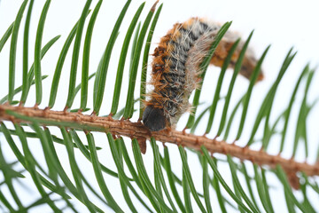 Pine processionary caterpillar close-up on a branch