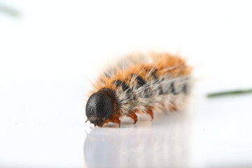 Processionary caterpillar close-up on white background