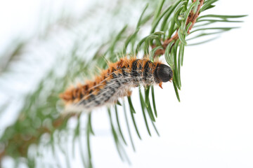 Pine processionary caterpillar close-up on a branch