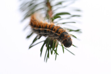 Pine processionary caterpillar close-up on a branch