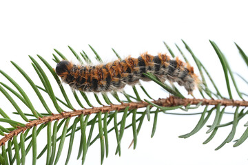 Pine processionary caterpillar close-up on a branch